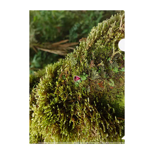 IN Situ_Corybas sp. 2 Clear File Folder