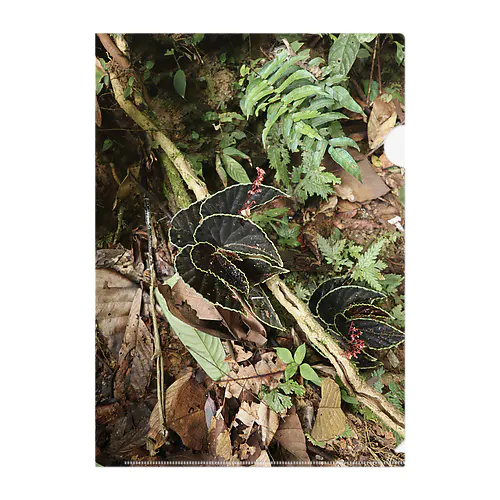 IN Situ_ Begonia darthvaderiana 2 Clear File Folder