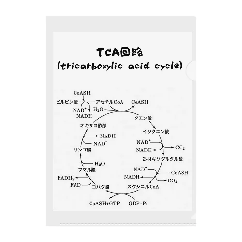 TCA回路 クリアファイル