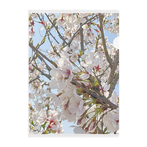 SAKURA Clear File Folder