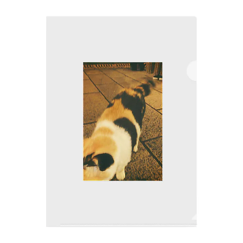 三毛猫 Clear File Folder