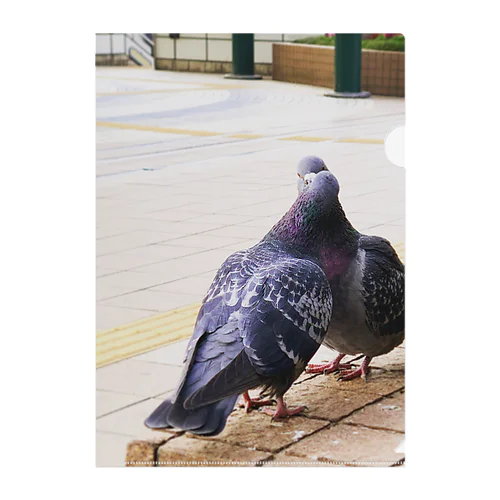 2  pigeons, in winter. クリアファイル