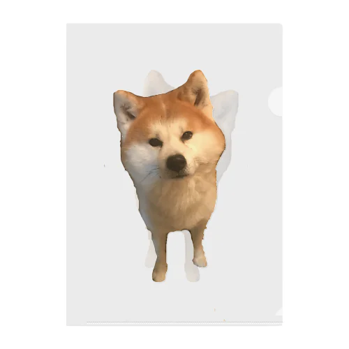 秋田犬 クリアファイル