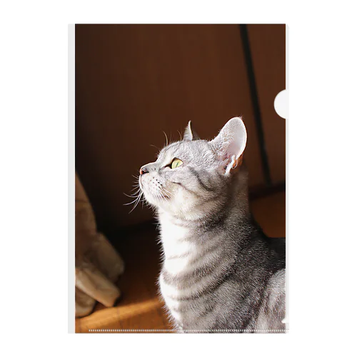 実家の猫０１ Clear File Folder