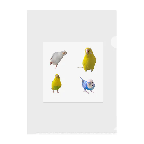 インコまるけ4羽集合‼︎ Clear File Folder