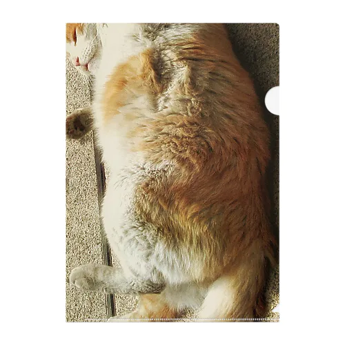 ころころ猫 Clear File Folder