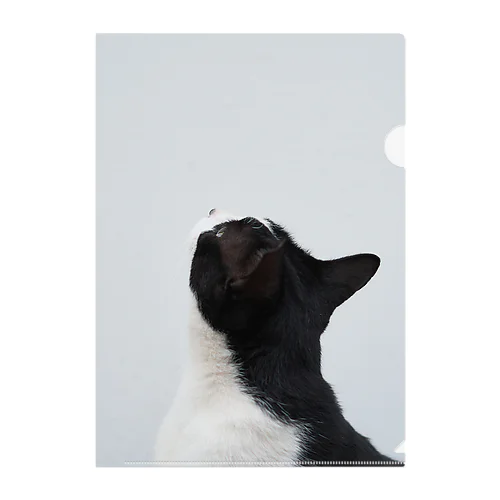 見上げる猫 クリアファイル