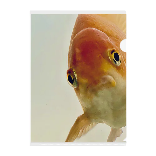 ちょいオコ金魚くん Clear File Folder