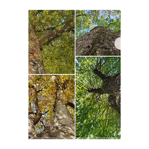 大きな木を見上げる🌳🌳🌳 Clear File Folder