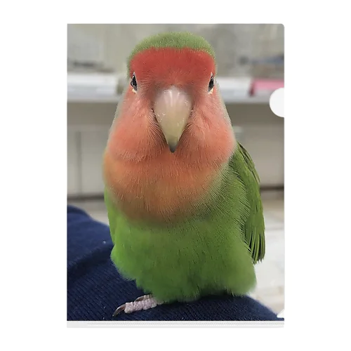 コザクラインコちゃん クリアファイル