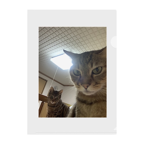 猫の自撮り風写真 Clear File Folder
