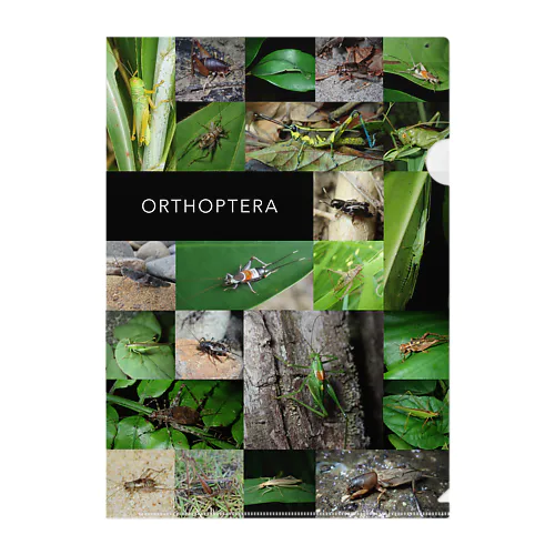 ORTHOPTERA Clear File Folder