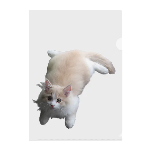 プーねこ Clear File Folder