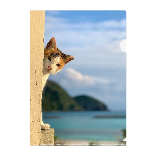 阿嘉島ねこ2 Clear File Folder