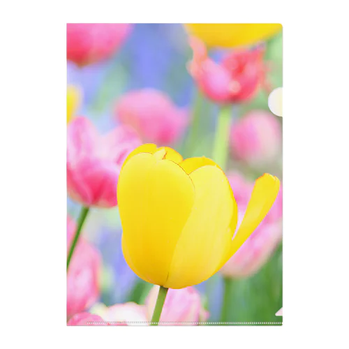 TULIP YELLOWYELLOW Clear File Folder