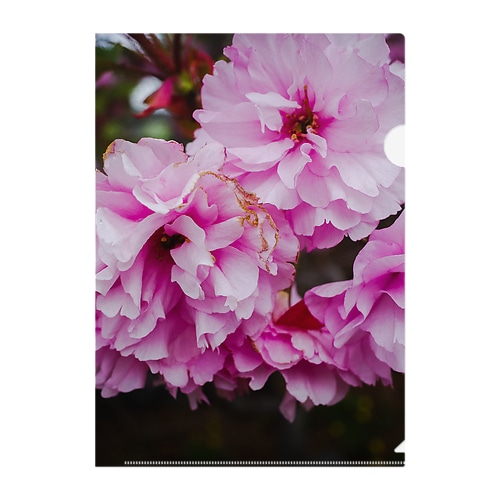 桜2022-2 Clear File Folder
