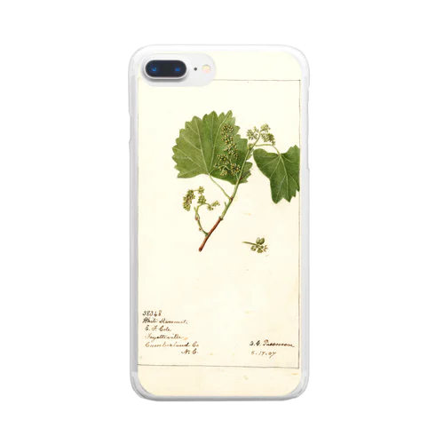  Vitis: White Staminate Clear Smartphone Case