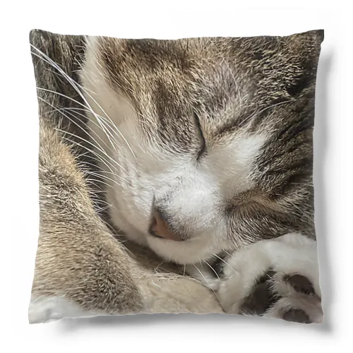 猫(キジシロ) Cushion