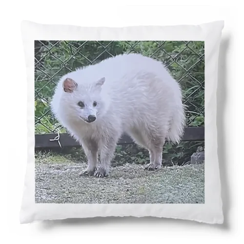 Dandy-White.Raccoon dog クッション