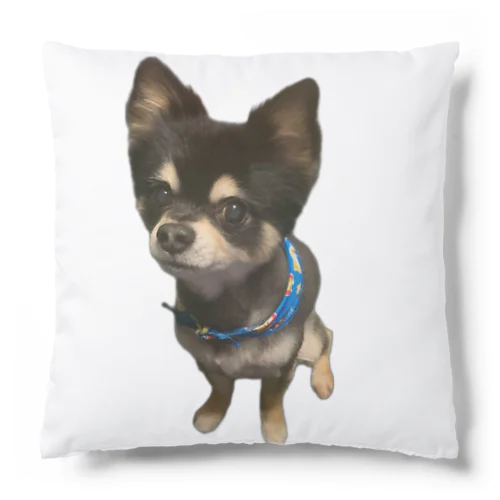 我が家の愛犬レン君 🐶1 Cushion