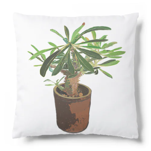 Pachypodium densiflorum Cushion