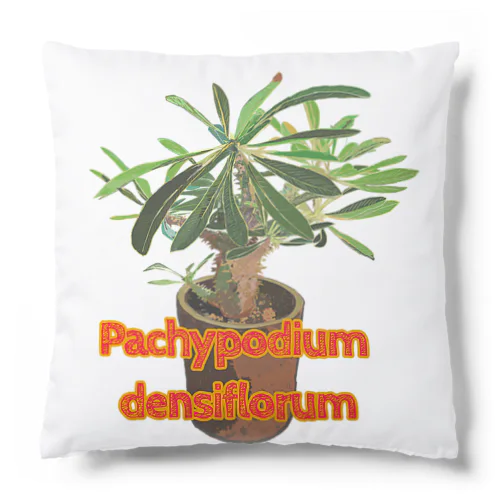 Pachypodium densiflorum（L） クッション