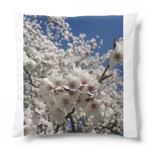 🌸桜満開🌸 Cushion