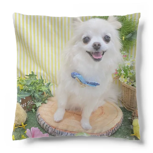 プル「HappyBirthday」Ⅱ Cushion