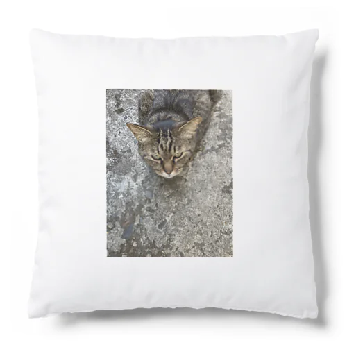 アスファルト猫 Cushion