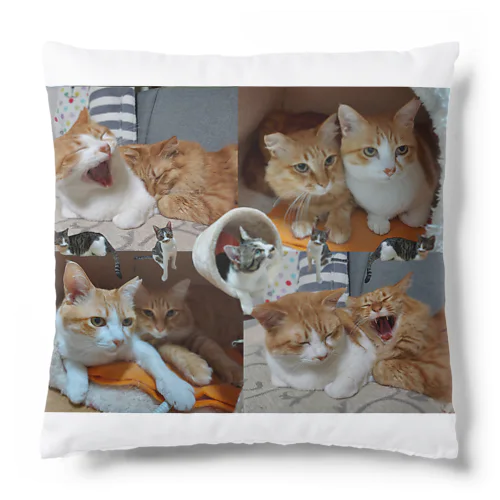 かぶちょもぐーぐー(=^..^=)(=^..^=)(=^..^=) Cushion