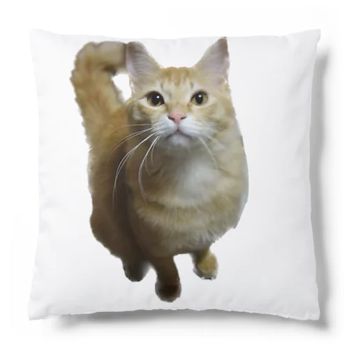 我が家のお猫様が見てます(笑) Cushion