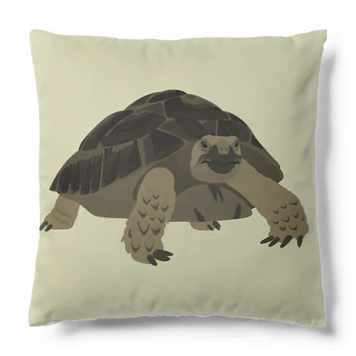 ギリシャリクガメ Cushion