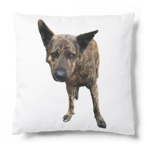 愛犬注意 Cushion