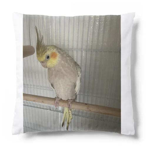 オカメインコ雛ちゃん Cushion