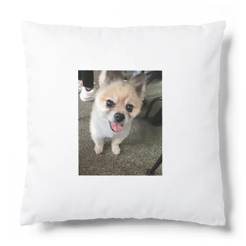 保護犬のふぅちゃん Cushion