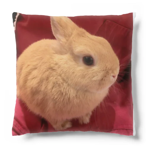 【うーちゃん】　うーちゃんとのファーストコンタクト。 Cushion