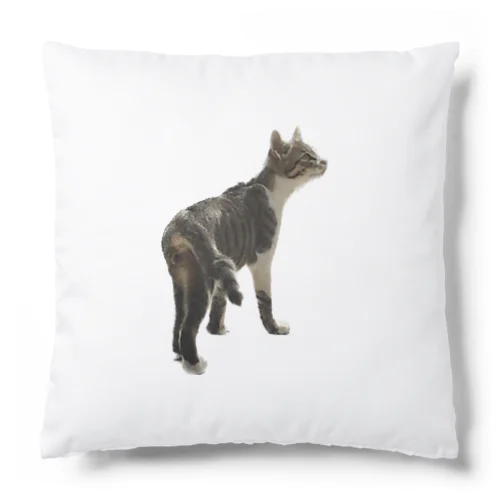 のらねこ「ラン君」 Cushion