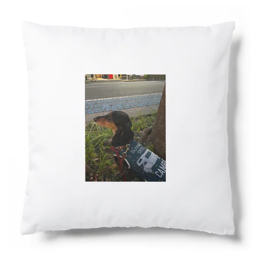 わんちゃんの激かわアイテム Cushion