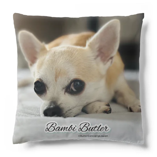 世界初！本物の犬執事・ドッグバトラーのバンビ君 Cushion