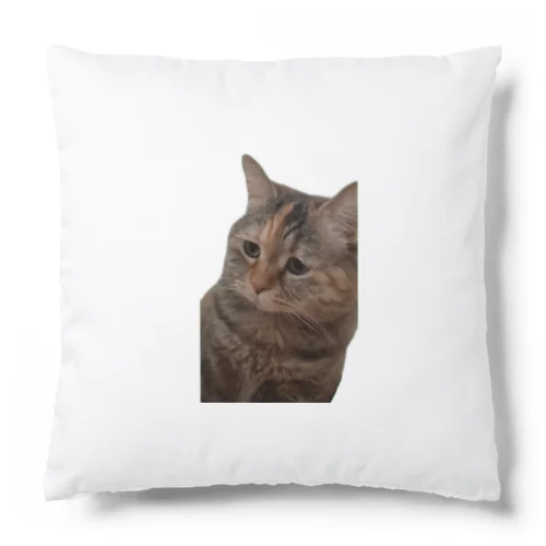 【猫ミーム】叱られる猫 Cushion