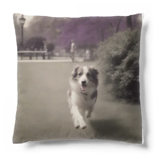 愛犬 Cushion