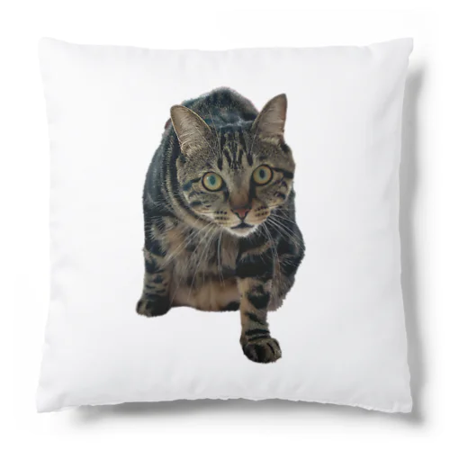 エンジンルーム猫のエンジン２ Cushion