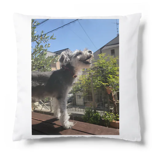 究極のかわいさ！この写真に写っているのは、シュナウザー！ Cushion