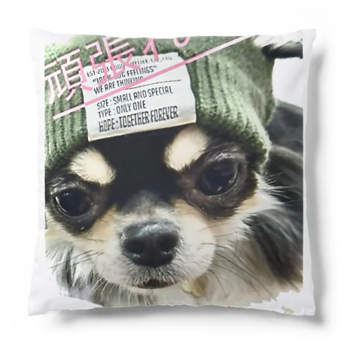 癒しの愛犬 Cushion