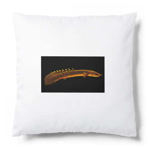 ポリプテルス グッズ Cushion