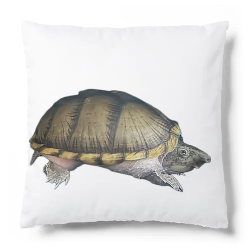 カブトニオイガメ Cushion