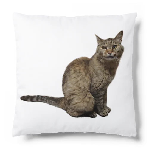 保護猫 ポポちゃん Cushion