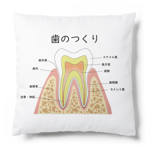 歯のつくり Cushion