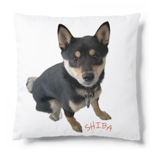 🐾豆柴BOY🐾 世界中で愛される柴犬　1歳 Cushion