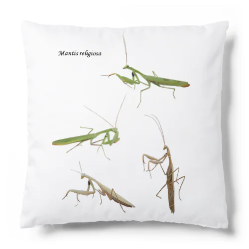 ウスバカマキリ（背景透過ver） Cushion